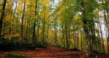 'Türkiye'nin iğne ve geniş yapraklı ağaç kaybı yüzde 18'e geriledi'