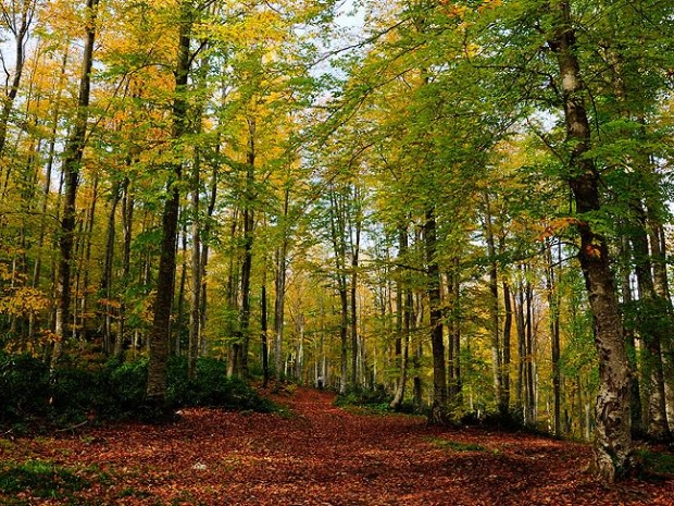 'Türkiye'nin iğne ve geniş yapraklı ağaç kaybı yüzde 18'e geriledi'