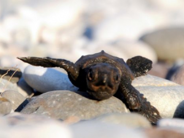 Caretta carettaların yolculuğu